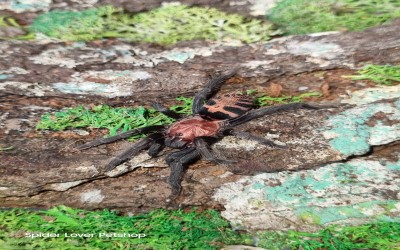  Davus pentaloris (dulu Cyclosternum fasciatum) F 5 cm tarantula